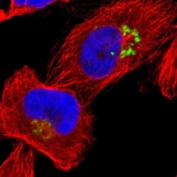 JAM-C Antibody, Novus Biologicals 0.1mL; Unlabeled:Antibodies, Polyclonal